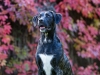 131002_zim_herbst_075