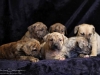 Isis_litter