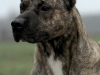 Pancho04