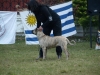 araicua03