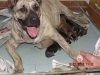 araicua04
