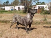 brasa
