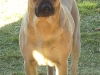 varon 2