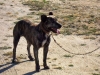 King Rex de Noroeste Suevo