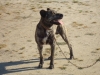 King Rex de Noroeste Suevo