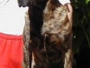 Leon