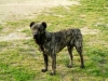 Ringo de Noroeste Suevo