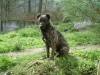 Ringo de Noroeste Suevo