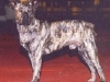 Roll\'s Roye da Mata do Eucalipto