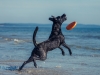 14_06_09_Zim_StrandFrisbee166